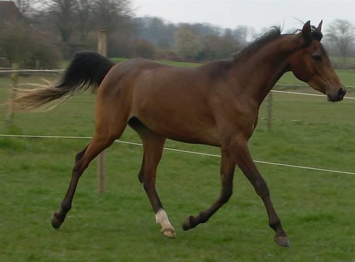 Arabisk fuldblod (OX) Heavens Athene  billede 7