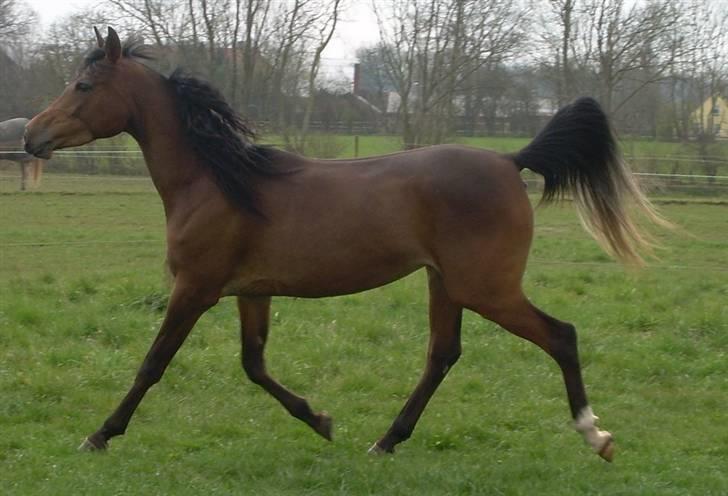 Arabisk fuldblod (OX) Heavens Athene  billede 8