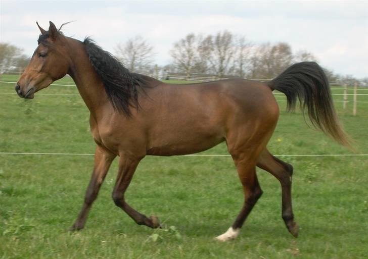 Arabisk fuldblod (OX) Heavens Athene  billede 9