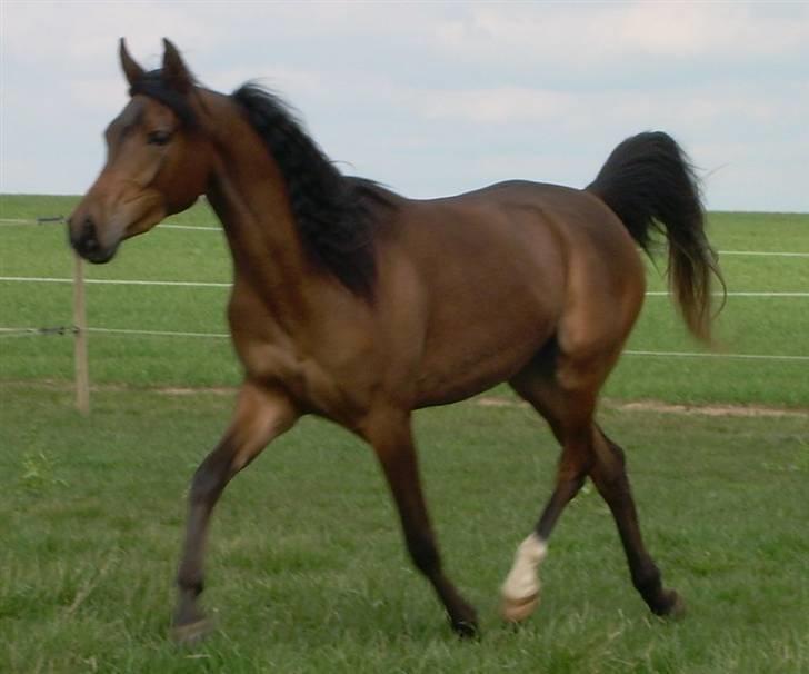 Arabisk fuldblod (OX) Heavens Athene  billede 10