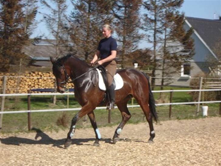 Dansk Varmblod Senorita Bell - Her er Bell i træning hos Helle Redke i Øster hassing - hvor vi siden hen også er blevet opstalder billede 1