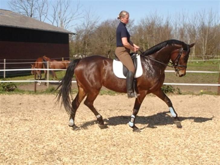 Dansk Varmblod Senorita Bell - Her er Bell i træning hos Helle Redke i Øster hassing - Bell elsker når Helle sætter hende i arbejde billede 2