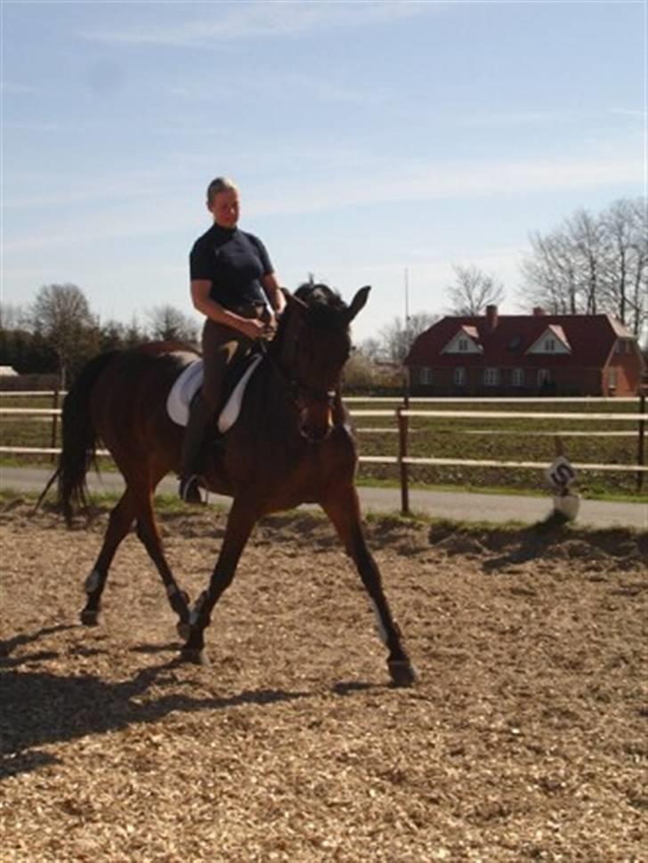 Dansk Varmblod Senorita Bell - Her er Bell i træning hos Helle Redke i Øster hassing - fantastisk at have en hest der bare vil gøre alt for sin rytter billede 3