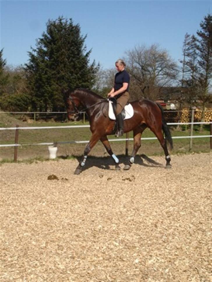 Dansk Varmblod Senorita Bell - Bell er blevet endnu mere skøn at ride efter 2 mdr hos Helle billede 4