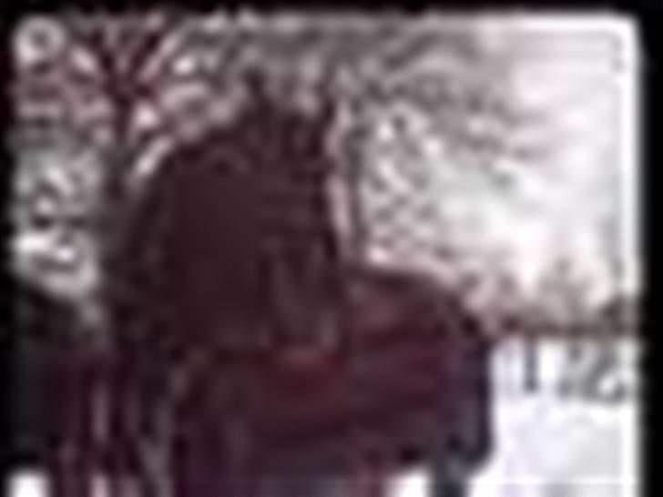 Dansk Varmblod Senorita Bell - vi har ca 20 min skridt tur hjem til gården, så hun vil heller hjem og har grejet af end at stå her billede 5