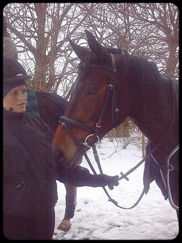 Dansk Varmblod Senorita Bell - vi er klar til at tage hjem til stalden nu billede 6