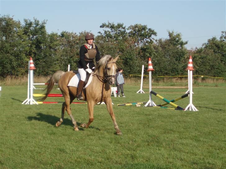 Palomino Soles Amigo - Nina og Amigo til Amigo´s første springstævne:) billede 19