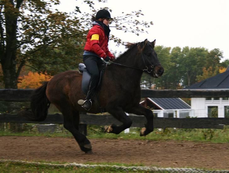 Islænder Flugandi frá Meldgaard - Galop, tvisturs klubstævne.     cs foto billede 10