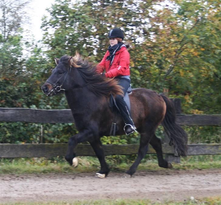 Islænder Flugandi frá Meldgaard - tölt - øgning tvisturs klubstævne      cs foto billede 11