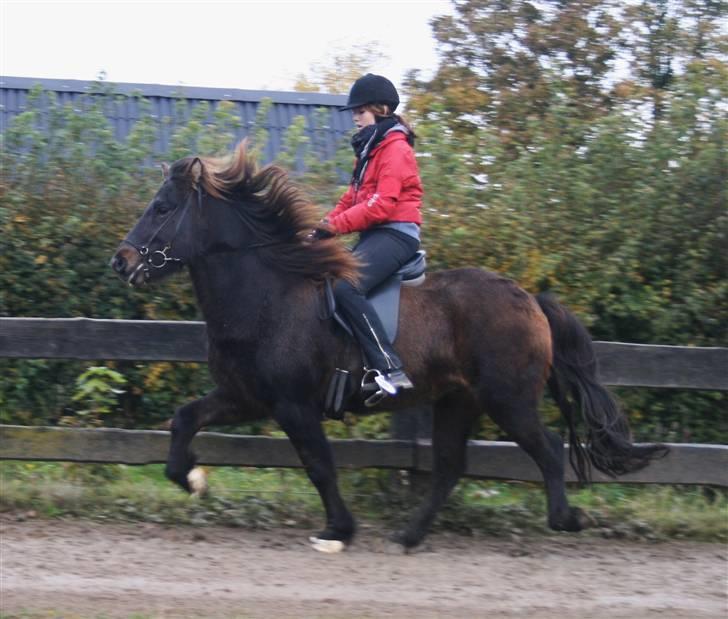 Islænder Flugandi frá Meldgaard - tölt - øgning tvisturs klubstævne cs foto billede 12