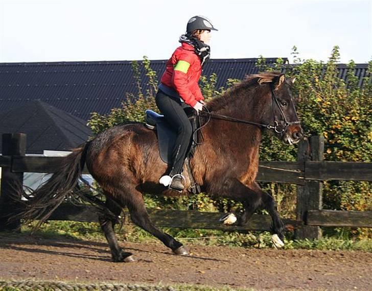Islænder Flugandi frá Meldgaard - galop tvisturs klubstævne    cs foto billede 13