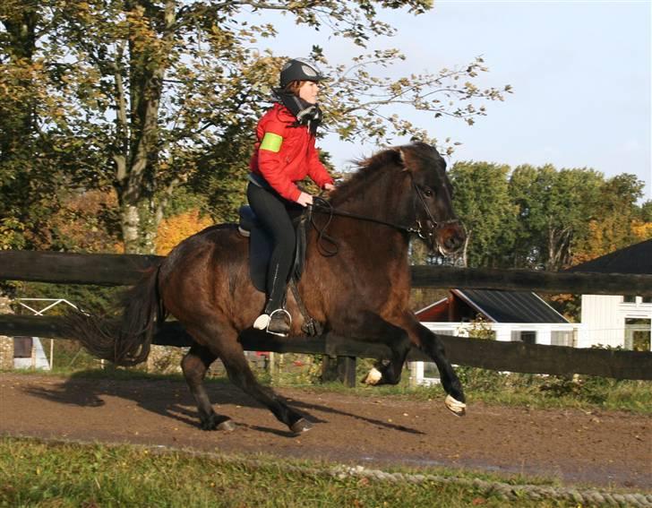 Islænder Flugandi frá Meldgaard - galop tvisturs klubstævne cs foto billede 14