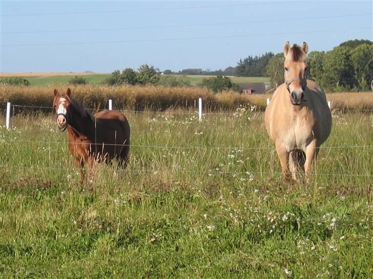 Fjordhest Casper <3 #SOLGT#:( R.I.P - Jeg hygger mig med min veninde Adda billede 10