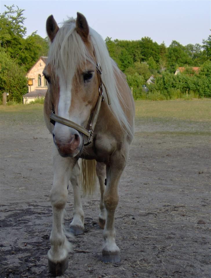 Haflinger Felix billede 19