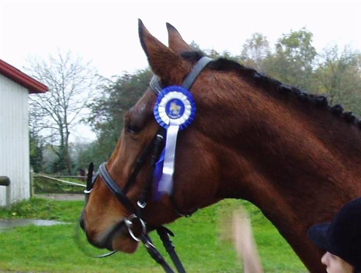 Dansk Varmblod Kongejordens Cardiff - Vores første placering, en 2. plads i LC2 billede 12