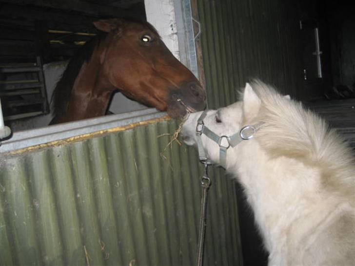 Shetlænder gnisten føste pony!  :D - hahah:) billede 12