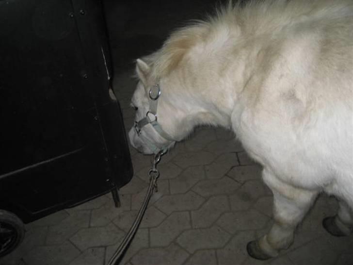 Shetlænder gnisten føste pony!  :D billede 13