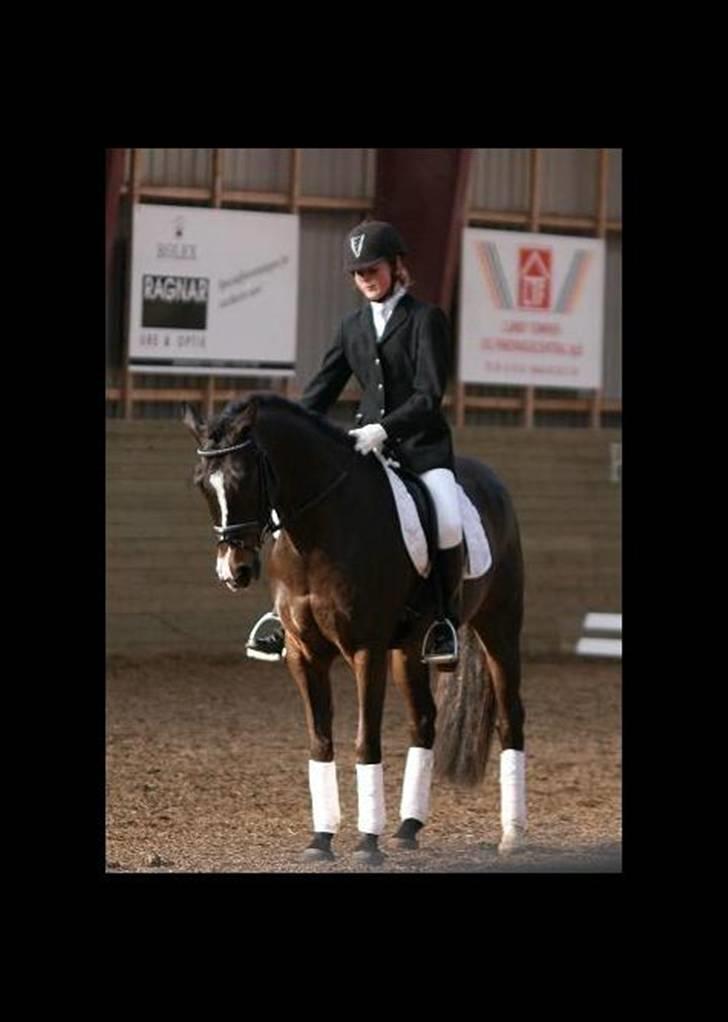 Anden særlig race Cashmir "solgt" billede 14