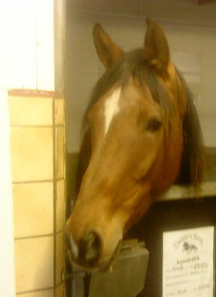 Anden særlig race Donna Cydinor billede 6