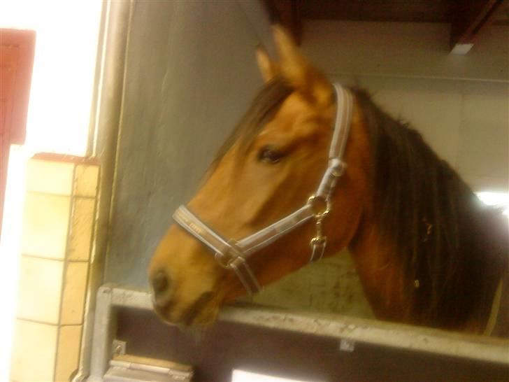 Anden særlig race Donna Cydinor billede 7