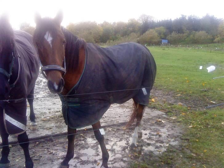 Anden særlig race Donna Cydinor billede 8