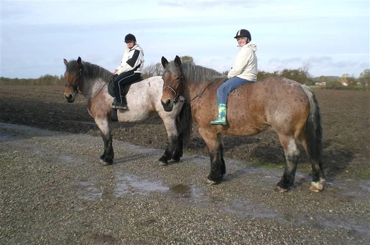 Belgier Dalmoses Bertha (solgt) - Bertha tv. billede 11