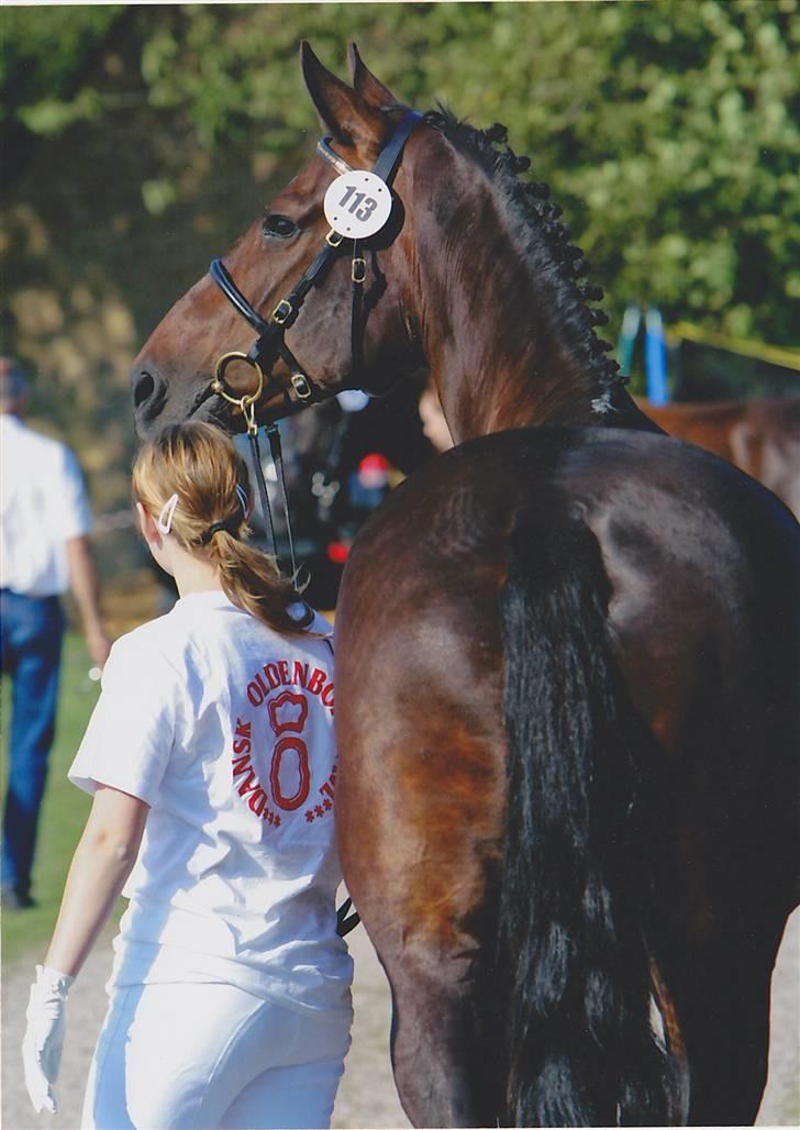 Oldenborg VESTERGÅRDENS STAR DANCE 23/7-23 † - Star og jeg til Dansk oldenborg avl. Et billede næsten manen til kom i Oldenborg bladet. :D Billede: Prof. fotograf fra Ridehesten.dk billede 11