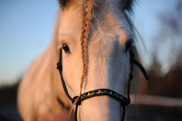 Irish Cob Little Big Bobby Beer - #7 - Bobby. Regbrime lavet af Mal C billede 7