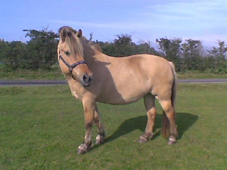 Fjordhest Hesselbjerg's Musse - Velkommen til Musse´s profil;) Læg en kommentar nu hvor i er her;D billede 2