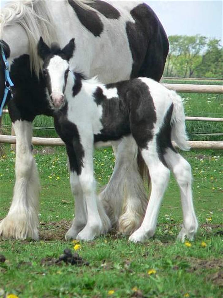 Irish Cob Little Big Bobby Beer - #8 - Som føl :) billede 8