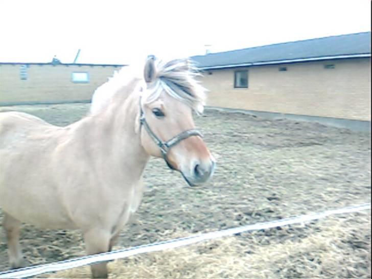 Fjordhest Hesselbjerg's Musse - Musse på fold. billede 3