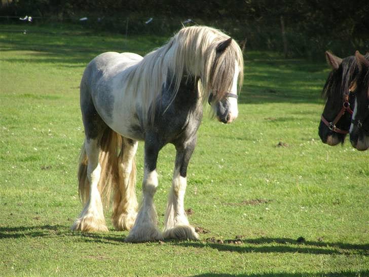 Irish Cob Little Big Bobby Beer - #10 - Dette billed var det som jeg faldt for i tidernes morgen! :) Bobby 3 år stadig hingst billede 10