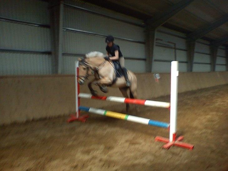 Fjordhest Hesselbjerg's Musse - spring billede 4