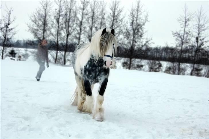 Irish Cob Little Big Bobby Beer - #11 - Sne hest billede 11