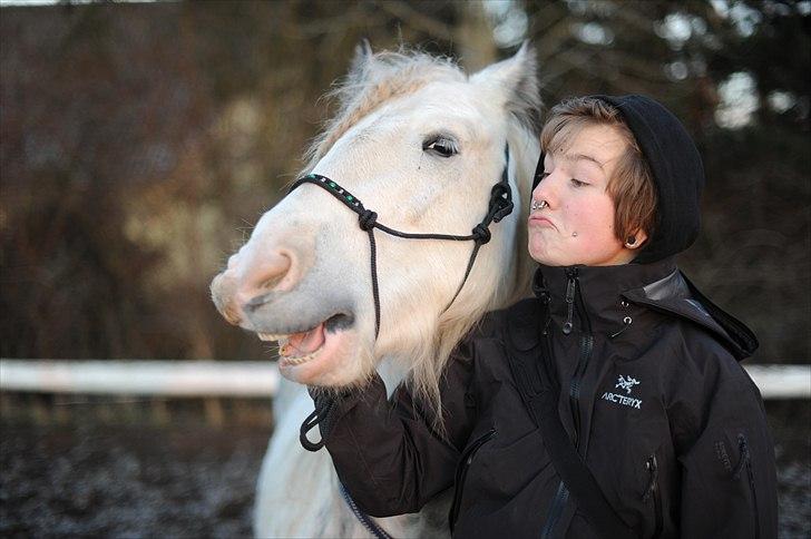 Irish Cob Little Big Bobby Beer - #12 - HAHAHAHAHAHAHAHA!!! Som hest som ejer.... Eehhh.. : DDDD billede 12