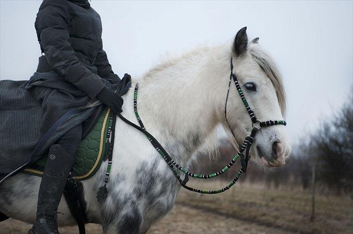 Irish Cob Little Big Bobby Beer - #13 - Bobby & Emilie billede 13