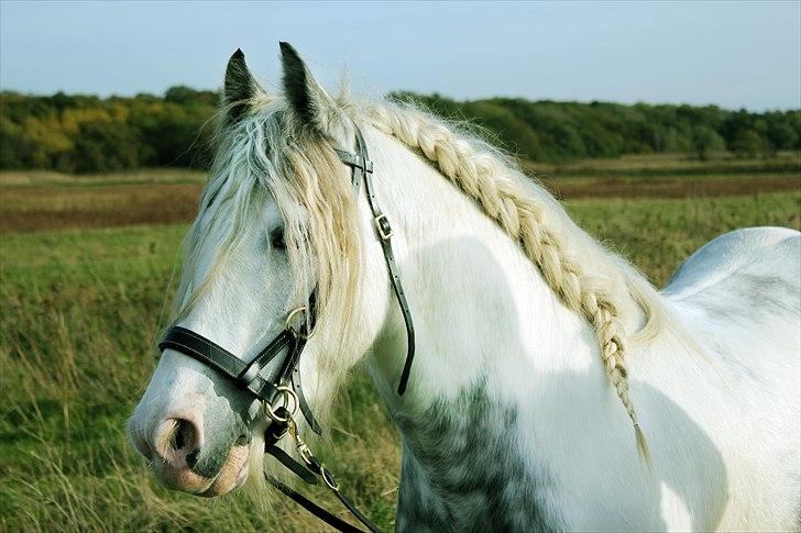 Irish Cob Little Big Bobby Beer - #14 -  billede 14