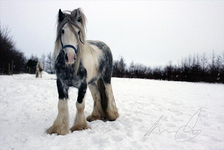 Irish Cob Little Big Bobby Beer - #15 -  billede 15