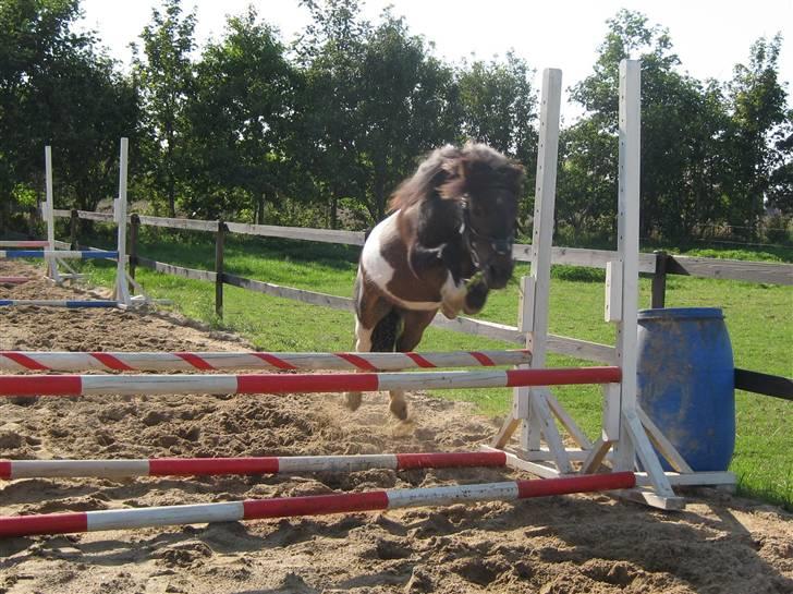 Anden særlig race Shulaima - Sommeren´08 billede 1