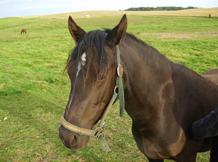 Welsh Pony af Cob-type (sec C) Zemtao-Hougård Solgt billede 18