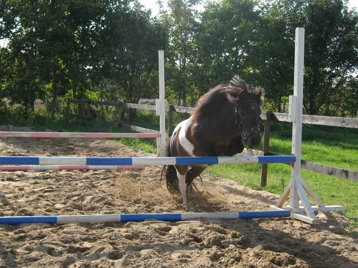 Anden særlig race Shulaima billede 3