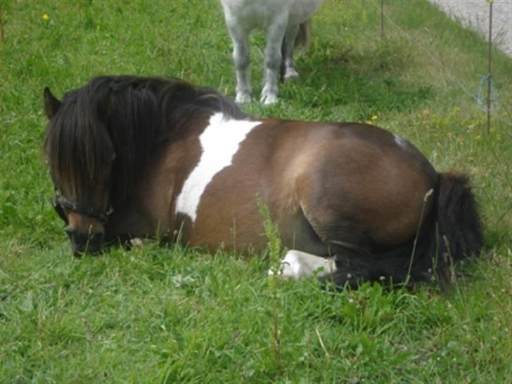 Anden særlig race Shulaima billede 8