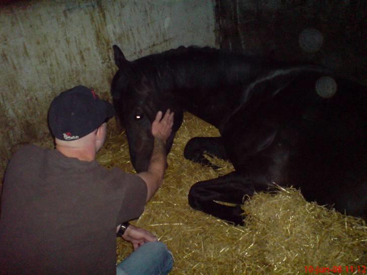 Anden særlig race Tjalfe billede 19