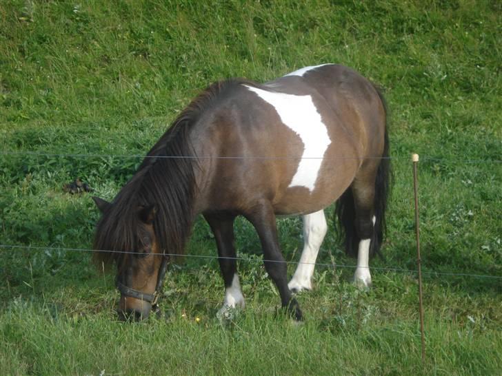 Anden særlig race Shulaima billede 9