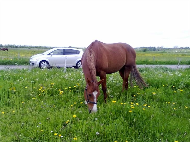 Anden særlig race Skovgårds Viktor - Græs!!! Foråret 2010 :D billede 3