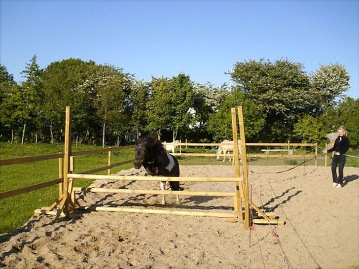 Anden særlig race Shulaima billede 10