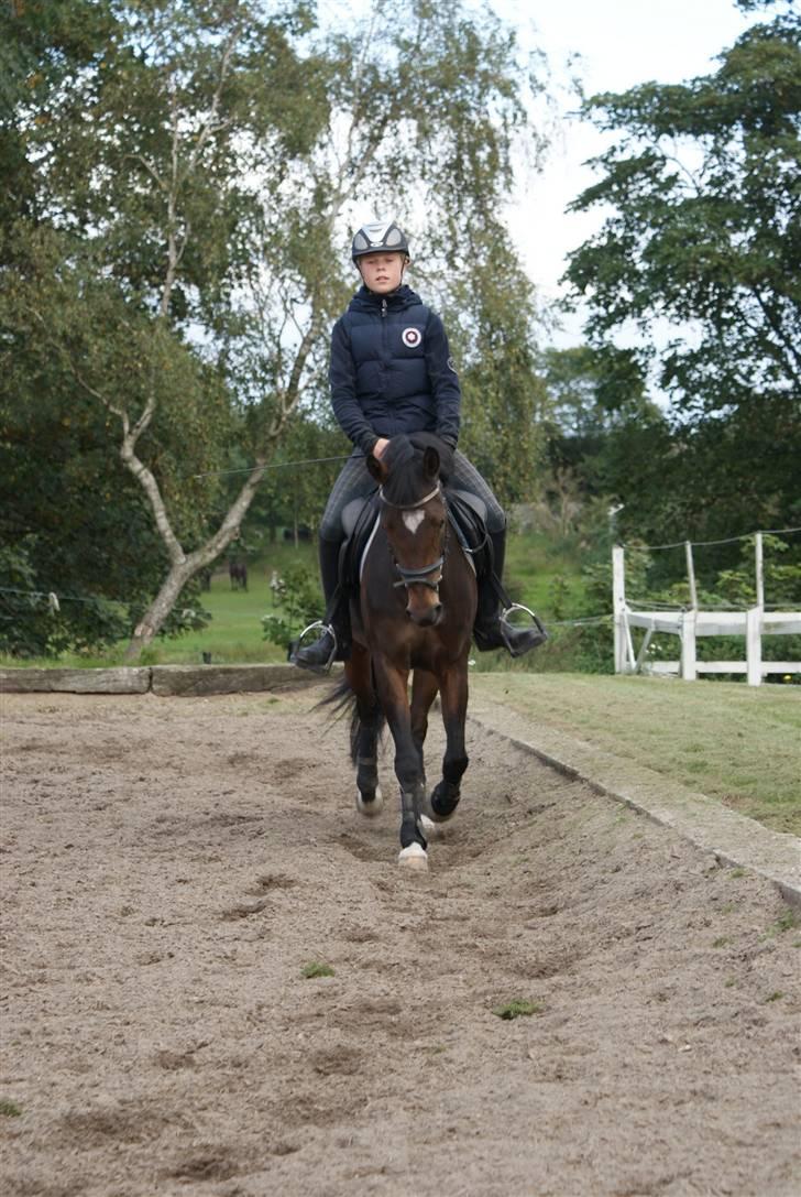 New Forest Opus one - Derssur (: billede 17