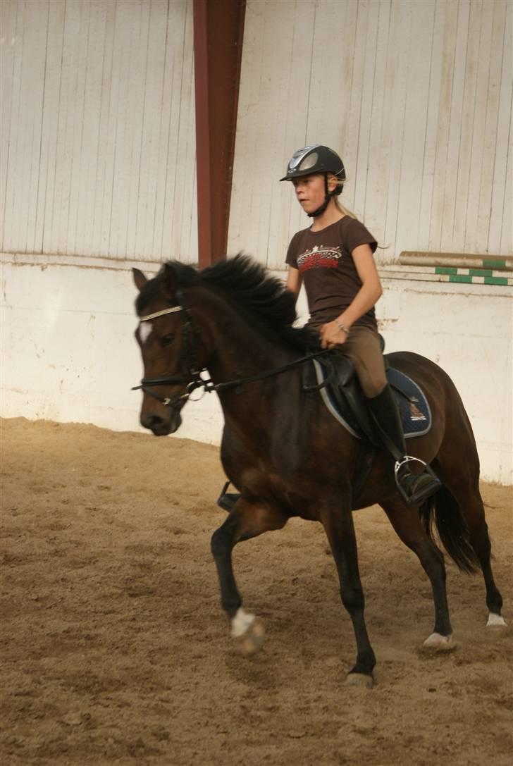 New Forest Opus one - Derssur (: billede 18