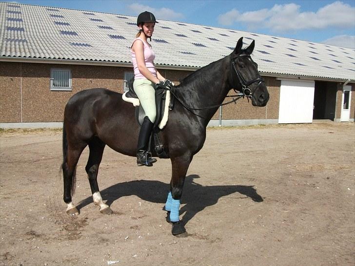 Dansk Varmblod Zigval - Aalestrup Naturefterskole billede 4