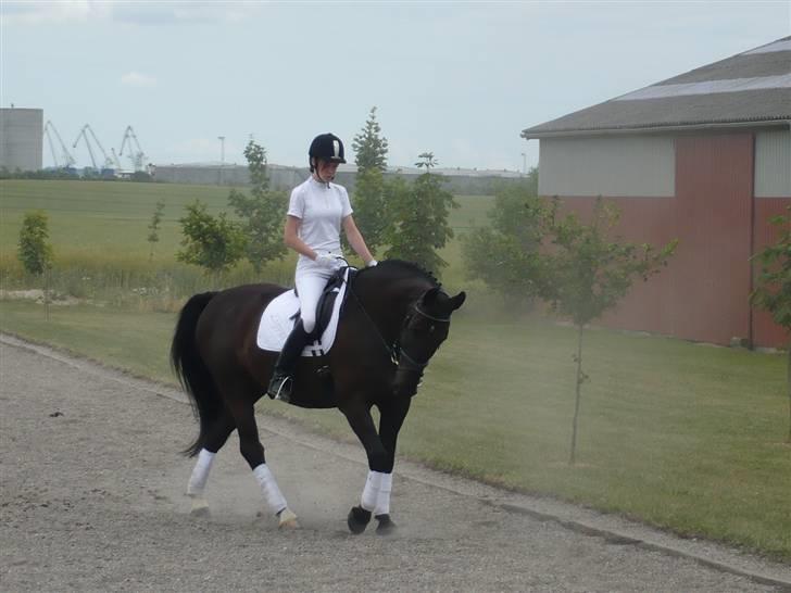 Dansk Varmblod Zigval - Stævne i Åstrup billede 5